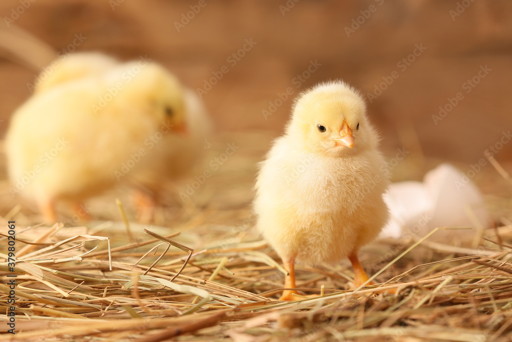 Cute little chicks on the farm Cute little chicks on the farm