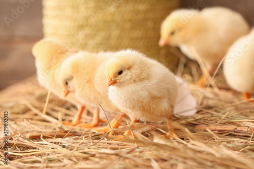 Cute little chicks on the farm