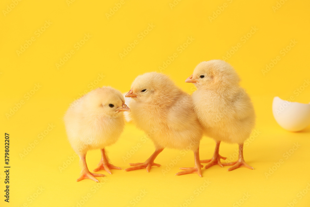 Cute hatched chicks on color background Cute hatched chicks on color background
