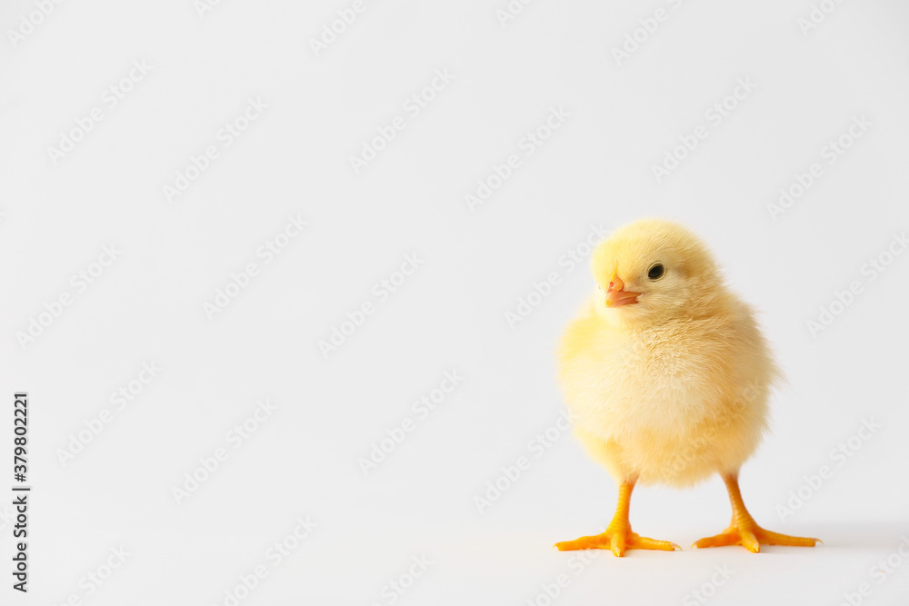 Cute funny chick on light background