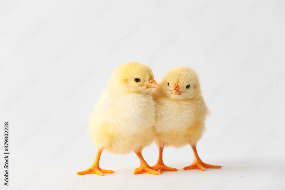 Cute hatched chicks on light background