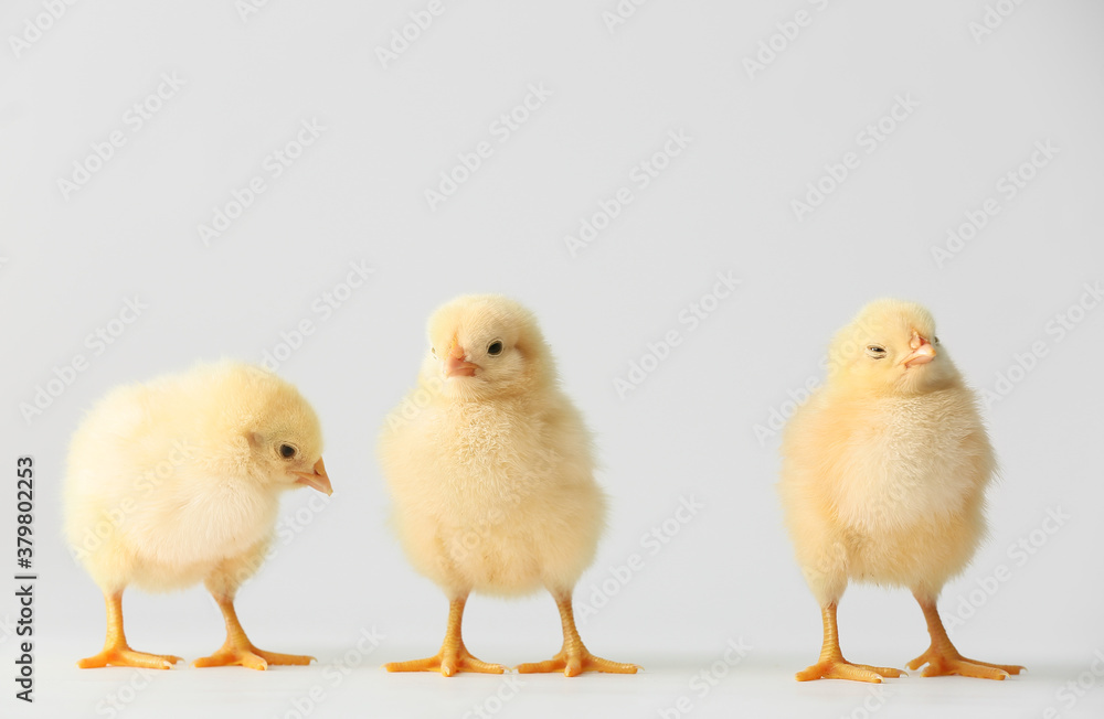 Cute hatched chicks on light background