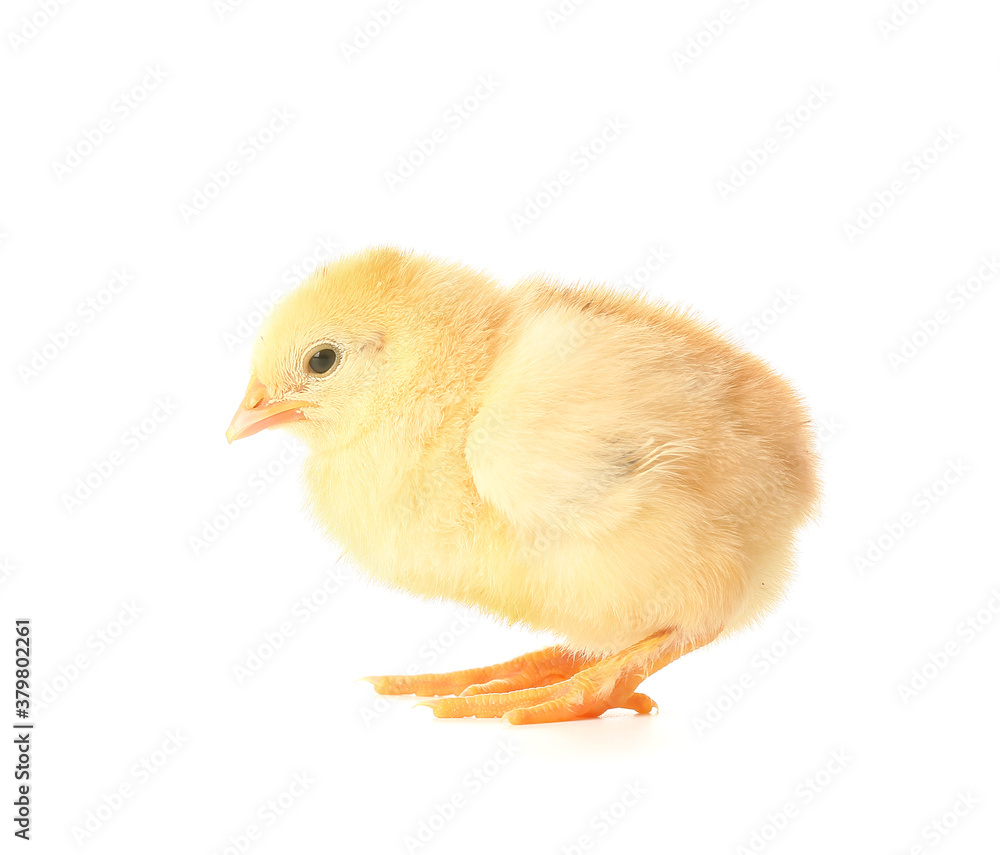 Cute funny chick on white background Cute funny chick on white background