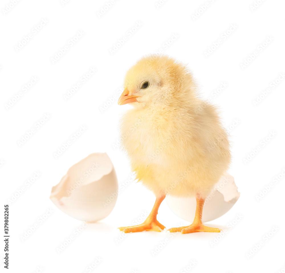 Obraz premium Cute hatched chick on white background