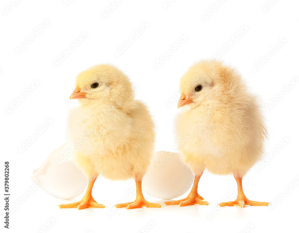 Obraz premium Cute hatched chicks on white background
