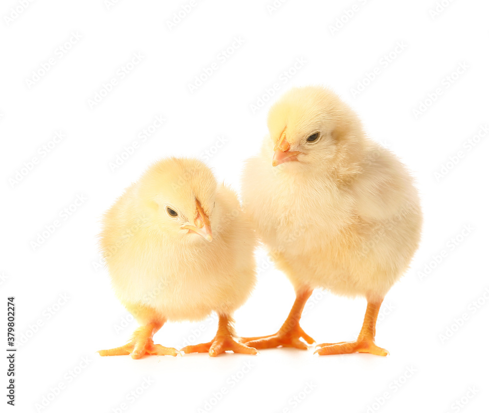 Obraz premium Cute funny chicks on white background
