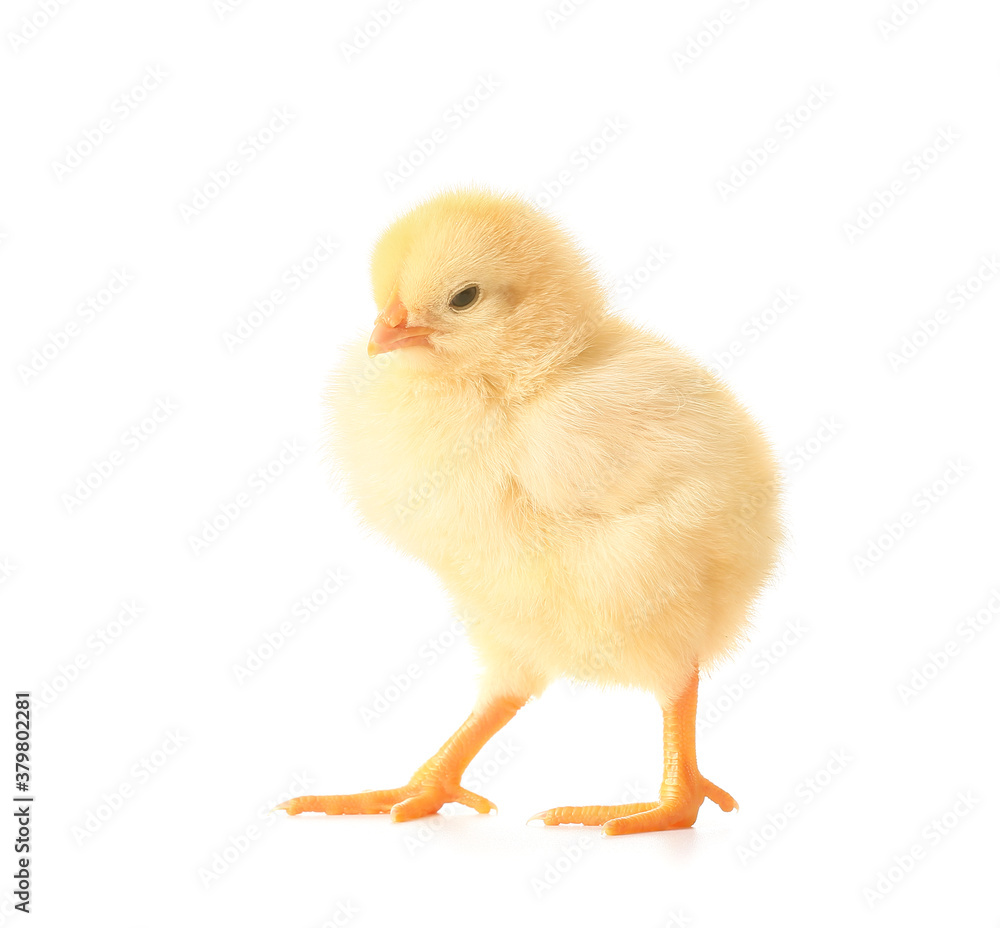 Cute funny chick on white background