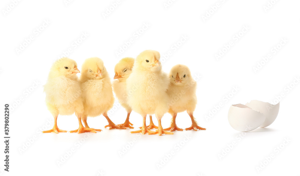 Fototapeta premium Cute hatched chicks on white background