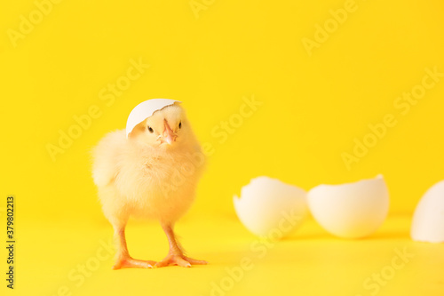 Cute hatched chick on color background photo