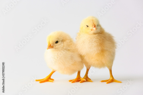 Cute hatched chicks on light background