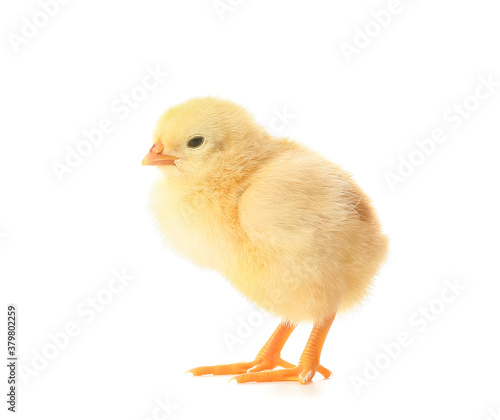 Cute funny chick on white background