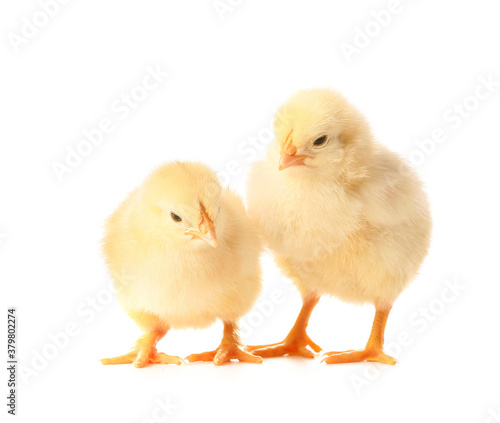 Wallpaper Mural Cute funny chicks on white background Torontodigital.ca