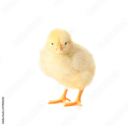 Cute funny chick on white background
