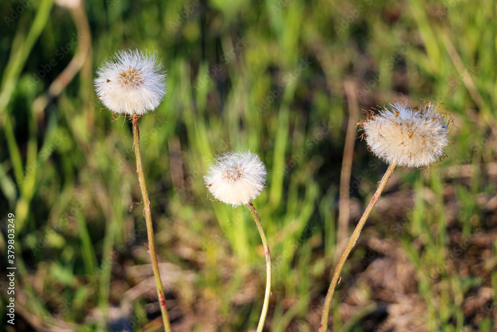 white fluffy dandelion on background of green grass. white fluffy dandelion on background of green grass.