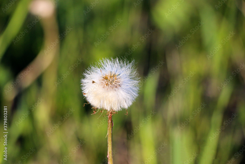 white fluffy dandelion on  background of green grass.