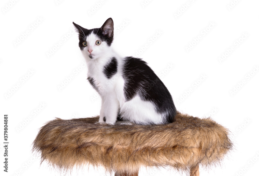 Black and white kitten on a modern scratch pole