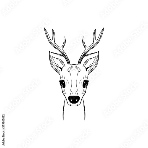 Hand-drawn vector of a fawn s head isolated on a white background. Black and white stock illustration of a young deer for coloring.