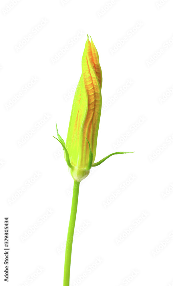 bud with a flower of vegetable marrow on a white background bud with a flower of vegetable marrow on a white background