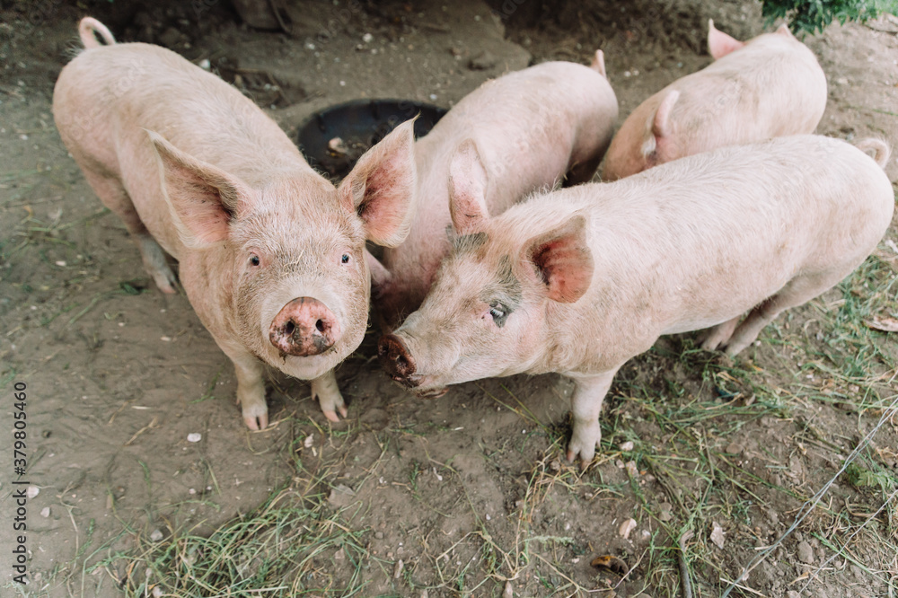 A group of pigs in an outisde pen A group of pigs in an outisde pen