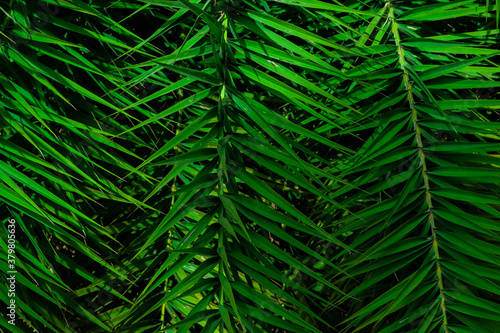 Green palm leaves nature abstract background. Tropical rainforest foliage leaf plant bushes. Natural spring green wallpaper pattern texture. Nature concept.