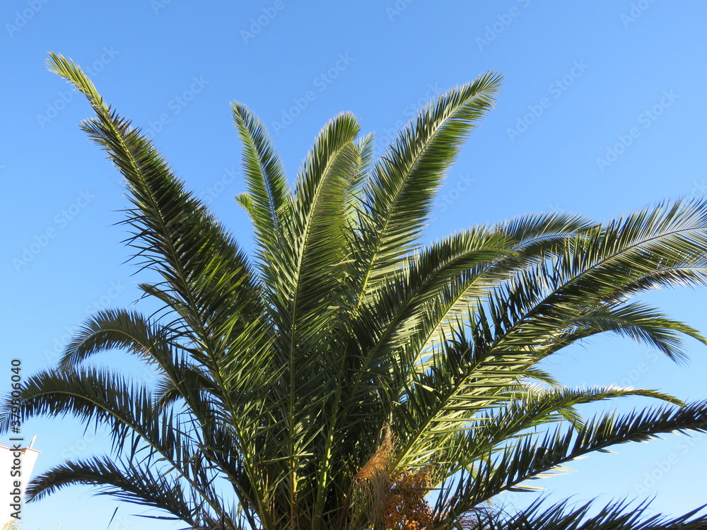 Phoenixpalme und blauer Himmel Phoenixpalme und blauer Himmel