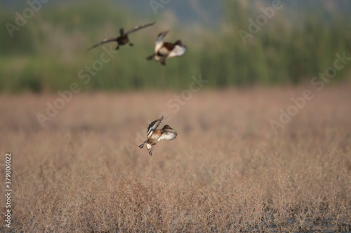 Ferruginous duck landing in wetland © tahir