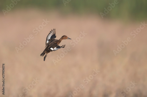 Ferruginous duck landing in wetland © tahir