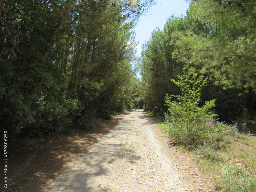 Feldweg, Straße, Allee in Istrien, Kroatien Feldweg, Straße, Allee in Istrien, Kroatien