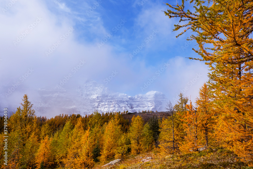 Fototapeta premium Larch