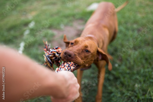 Dog playing with a dog toy photo