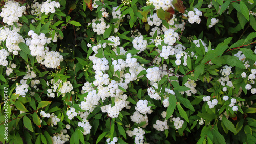 Small white flowers of Reeve's spiraea bush growing in a garden. Spiraea cantoniensis. photo