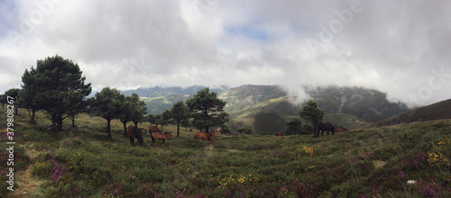 Herd of wild horses grazing in the mountain. Cantabria, Spain photo