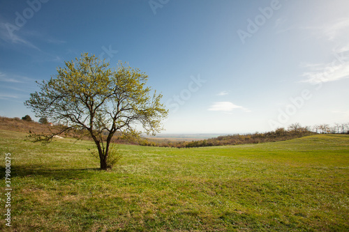 Lonely Tree in the Meadow photo