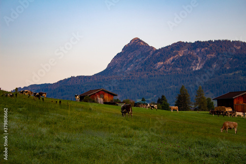 Alpenpanorama mit Kühen Tirol Berge