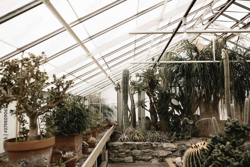 cactus and succulent garden in greenhouse cactus and succulent garden in greenhouse
