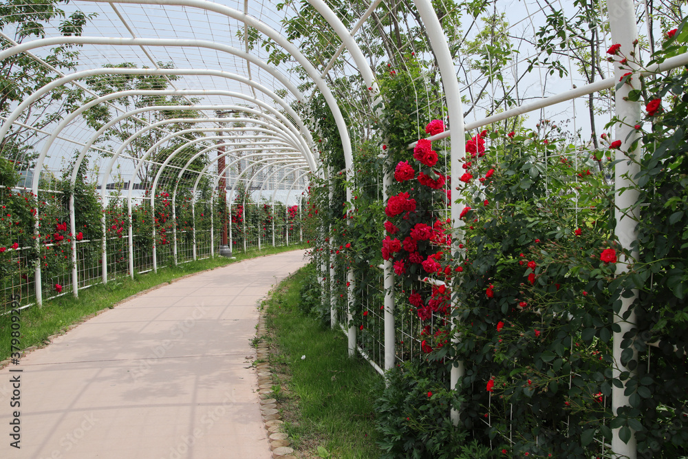 A tunnel of red rose flowers and dung beetles.