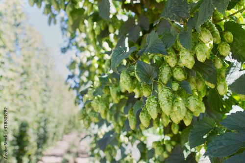 Wallpaper Mural ripe hops on vine Torontodigital.ca