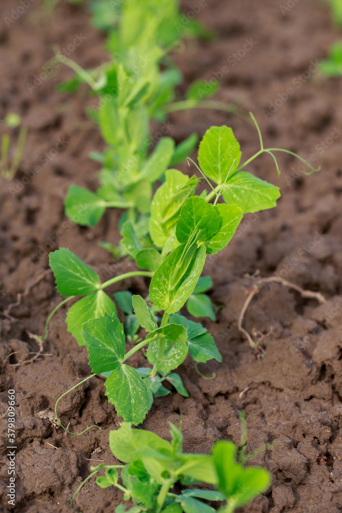 Young sprouts of peas Young sprouts of peas