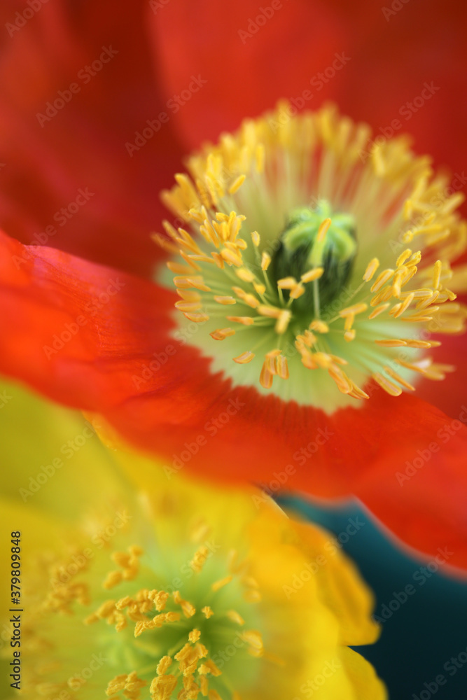 Close Up Of Vibrant Iceland Poppy Flowers Close Up Of Vibrant Iceland Poppy Flowers