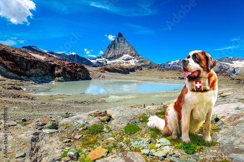 Saint Bernard rescue dog with keg of brandy in Alpine meadows around Matterhorn Peak. Mount Cervin of Swiss Alps reflected in glacier lake by Trockener Steg of Zermatt, mountain in Valais Switzerland.