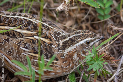 A female wild partridge hides among the grass.