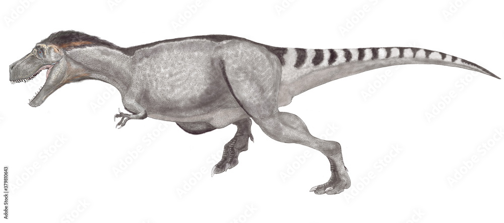 ティラノサウルス　白亜紀後期の大型肉食恐竜。上下の顎は重く鼻先は細長い。頭部を真正面から見るとフクロウのような視野の広がりをもつ。巨大な上顎が視野を妨げるような構造ではなく、獲物との距離感が正確につかめるような構造である。広範な地域順応性があったと思われ、イラストのように寒冷地に生息する同種は体毛を持ったものもいたと思われる。