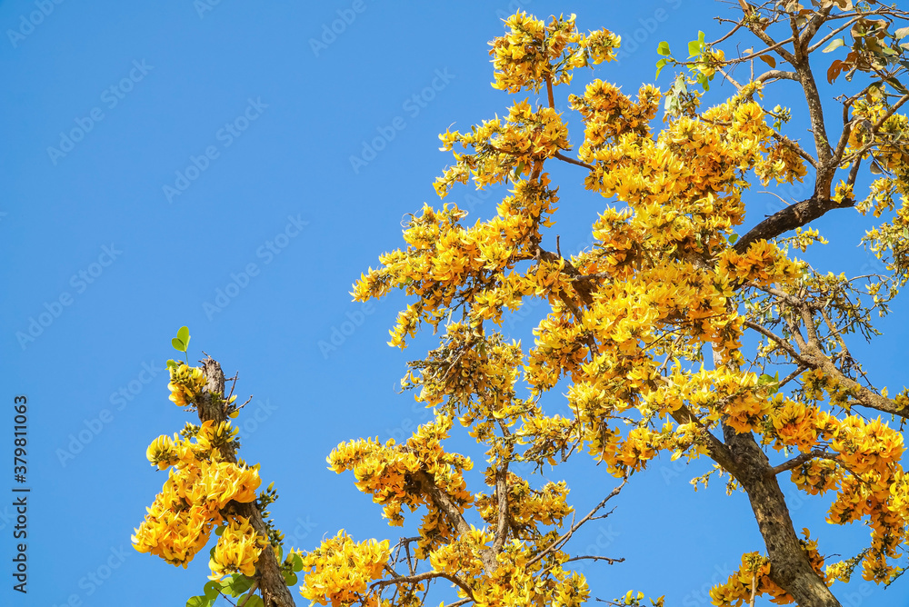 Bright yellow palatine, The yellow palms are blooming and bright against the blue sky as the background. Bright yellow palatine, The yellow palms are blooming and bright against the blue sky as the background.