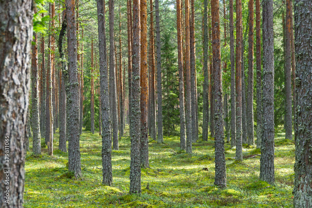 Pine forest in Baltic countries, Estonia. Pine forest in Baltic countries, Estonia.