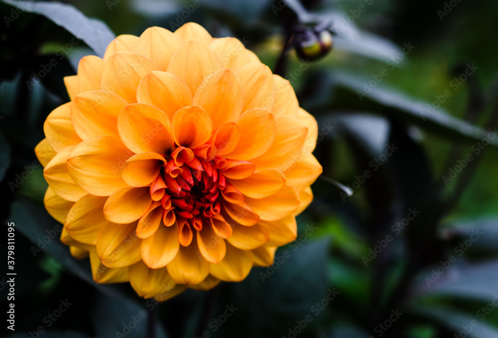 Orange Dahlia flower of an unusual shade in the garden among the leaves. The cultivation of garden plants. Flowering. Orange Dahlia flower of an unusual shade in the garden among the leaves. The cultivation of garden plants. Flowering.