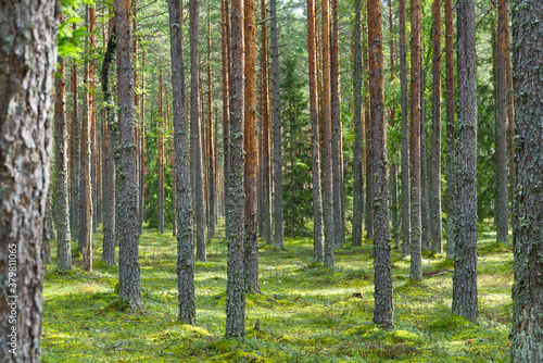 Pine forest in Baltic countries, Estonia.