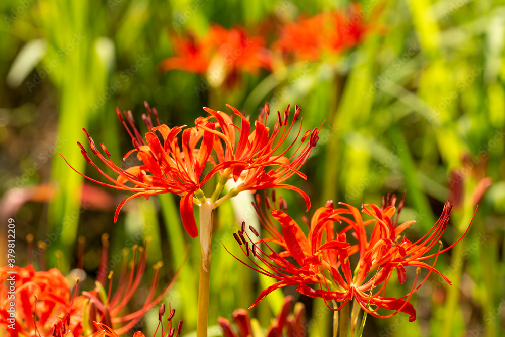 Full blooming of red spider lily (Lycoris radiata) in Japan in September Full blooming of red spider lily (Lycoris radiata) in Japan in September