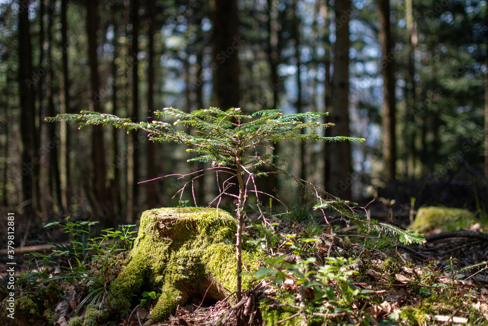 Forest Forest