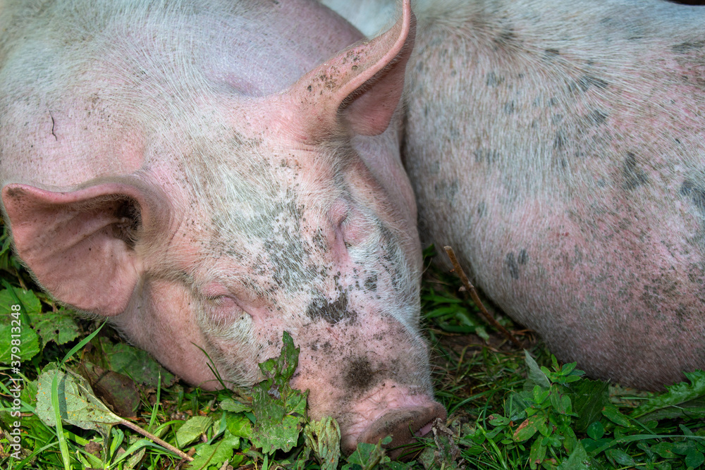 Schlafende Schweine Bauernhof Schlafende Schweine Bauernhof