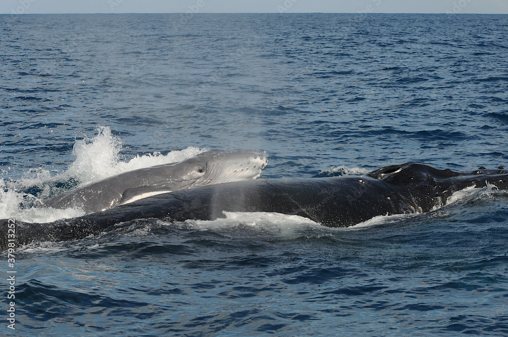 Obraz premium Magic scene of a humpback whale calf brought to the surface by its mother for its first breaths in Sainte Marie, Madagascar